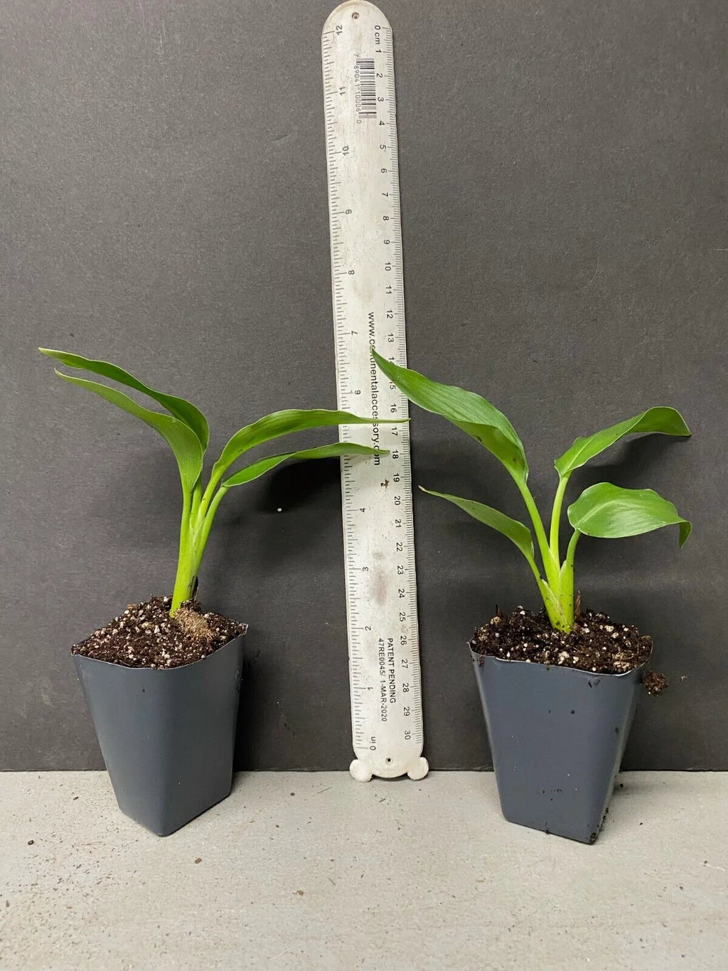 Bird of Paradise Strelitzia Nicholai Plant U75087