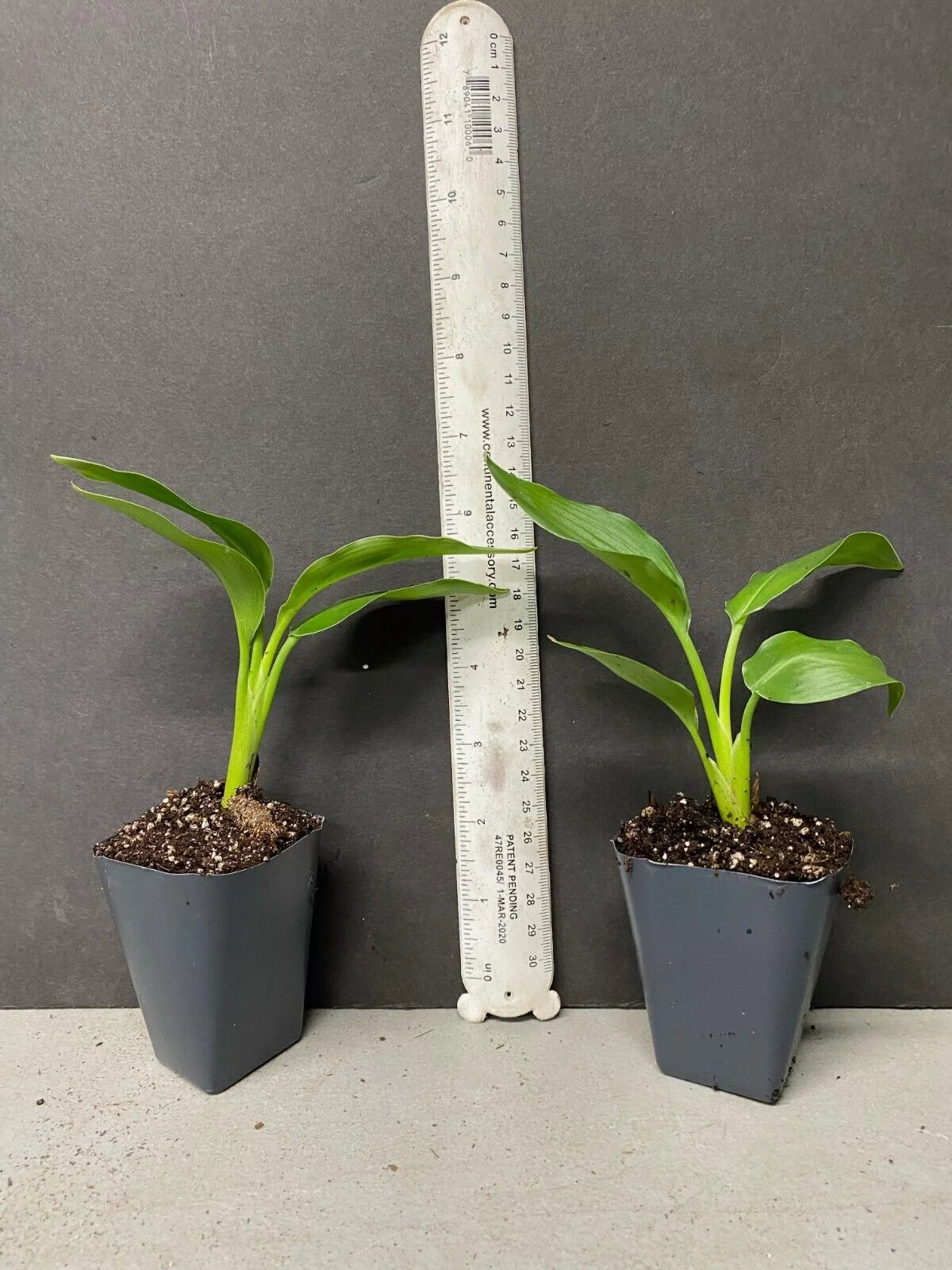 Bird of Paradise Strelitzia Nicholai Plant U75087