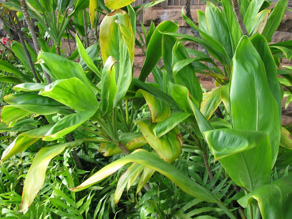 Green Live Ti Leaf Plant 6"-10" Tall In 2" Pot Q49640