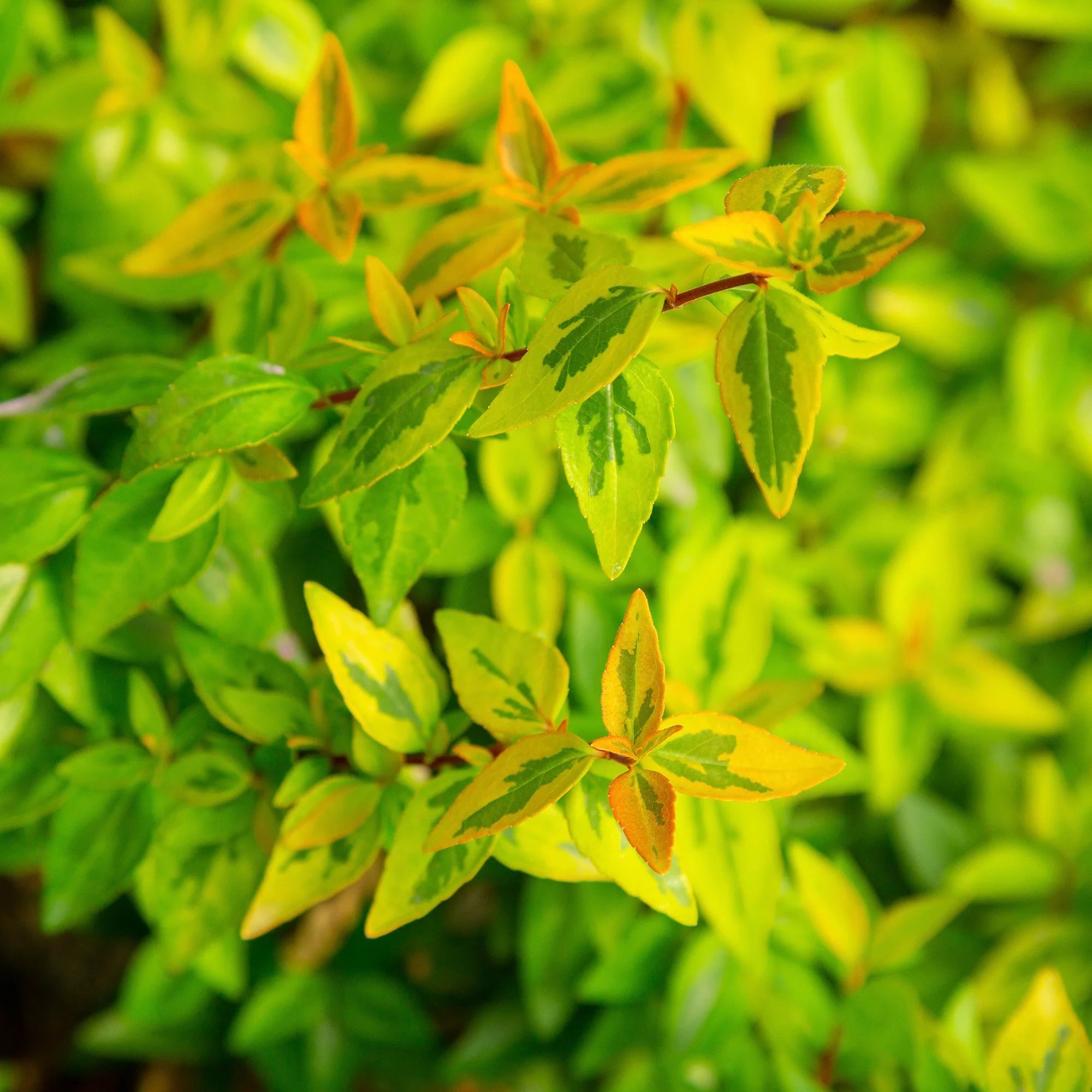 2 Gallon Abelia Shrub Z363071