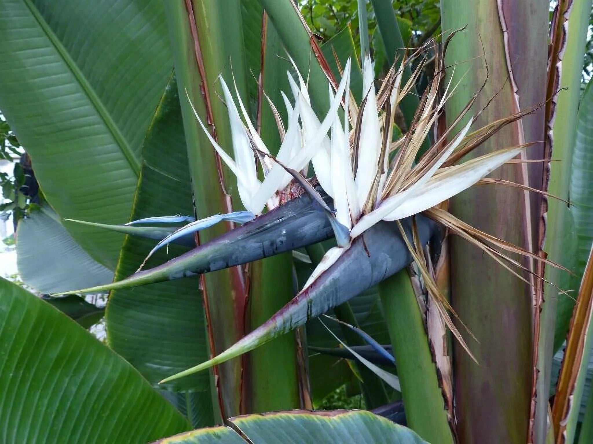 Bird of Paradise Strelitzia Nicholai Plant U75087