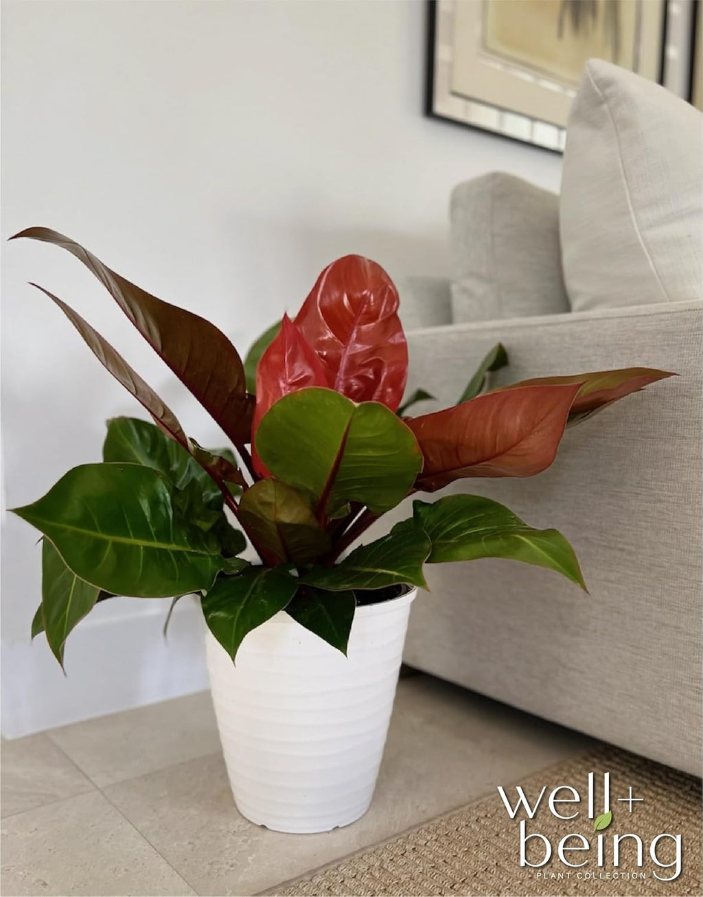 Philodendron Prince of Orange Live Plant (18-24 in. tall) in Grower Pot C407