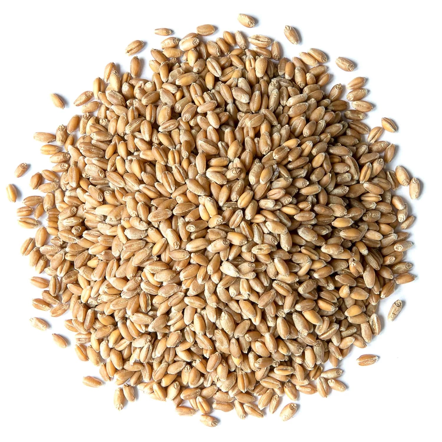 20 Pounds Raw Wheat Berries K14278