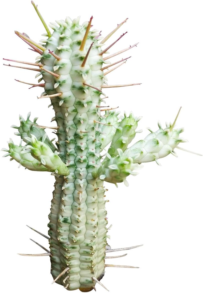 Variegated Corn Cob Cactus in Clay Pot Q330