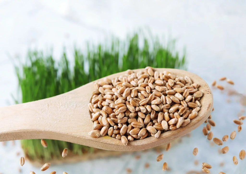 20 Pounds Raw Wheat Berries K14278