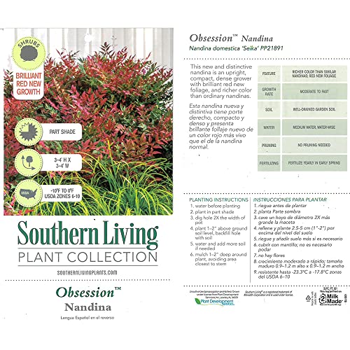2 Gal. Nandina Shrub V534804