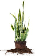 Snake Plant Sansevieria Trifasciata Laurentii 16in Tall, 6 in Grower's Pot P89598