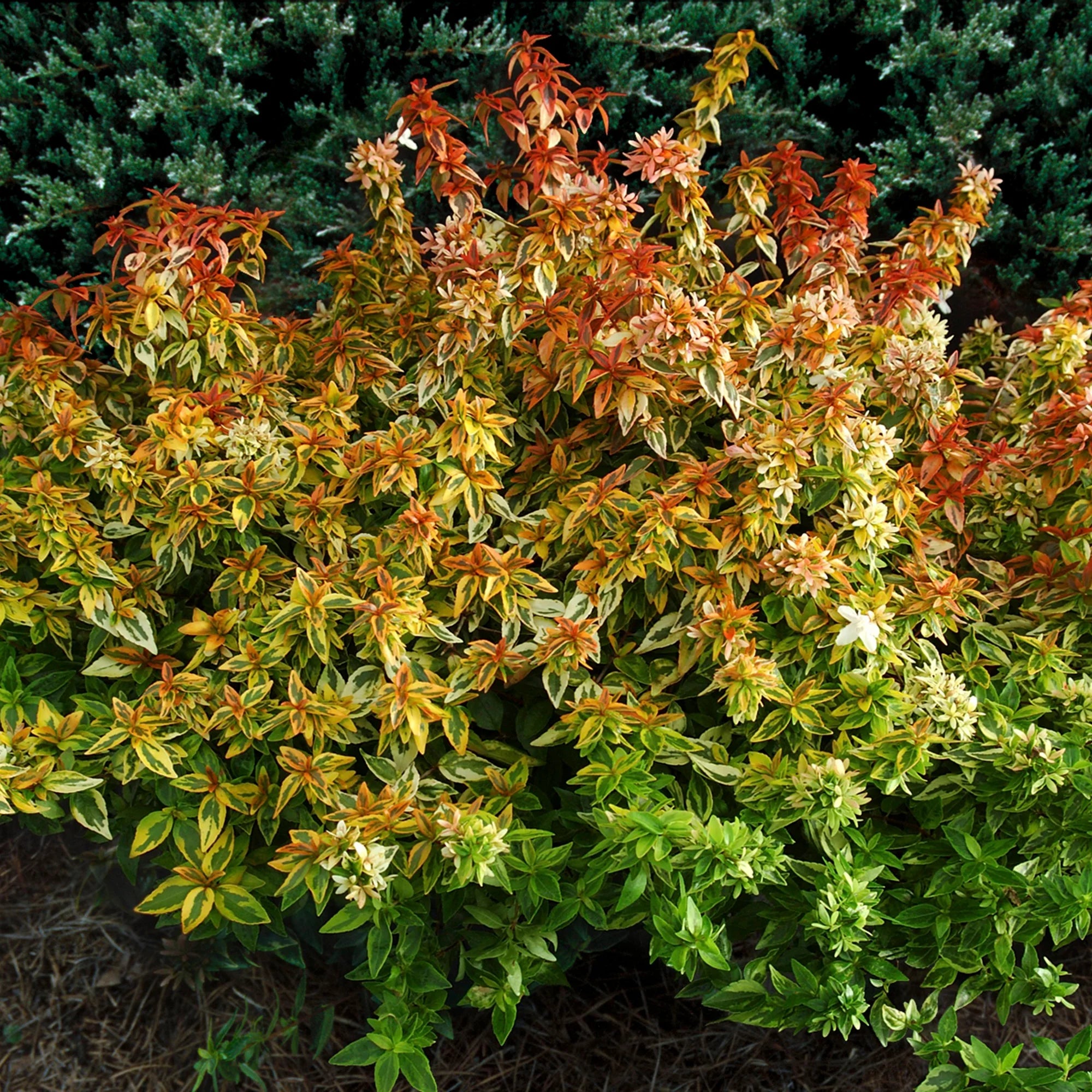 2 Gallon Abelia Shrub Z363071