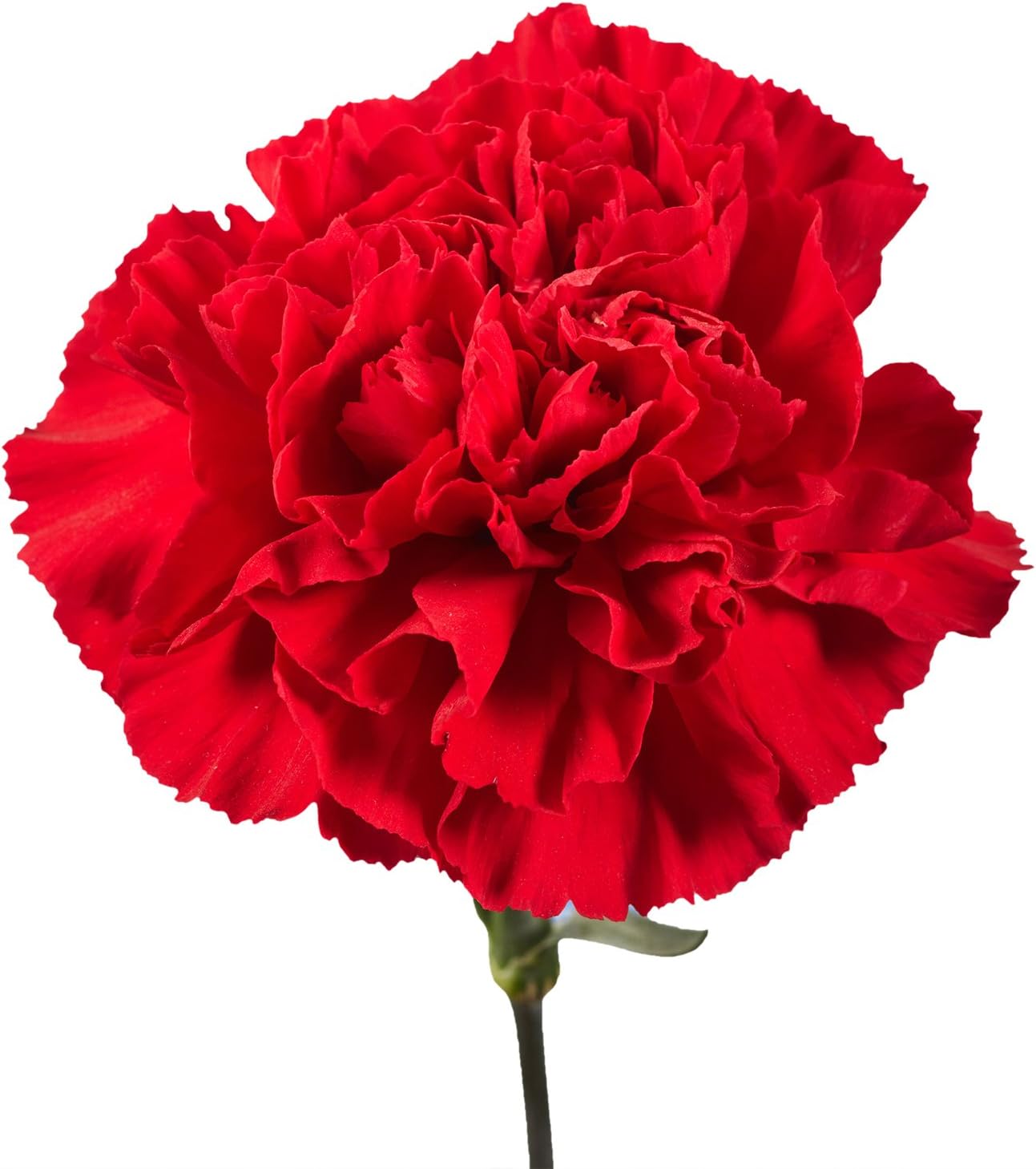 100 Red Carnation Fresh Flowers X1081