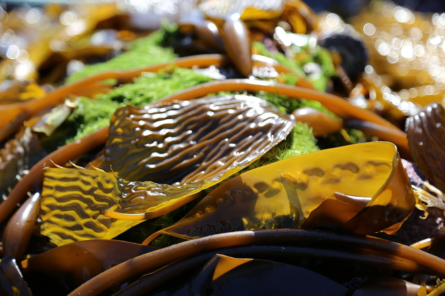 Organic Liquid Kelp Fertilizer (1L) Q32386