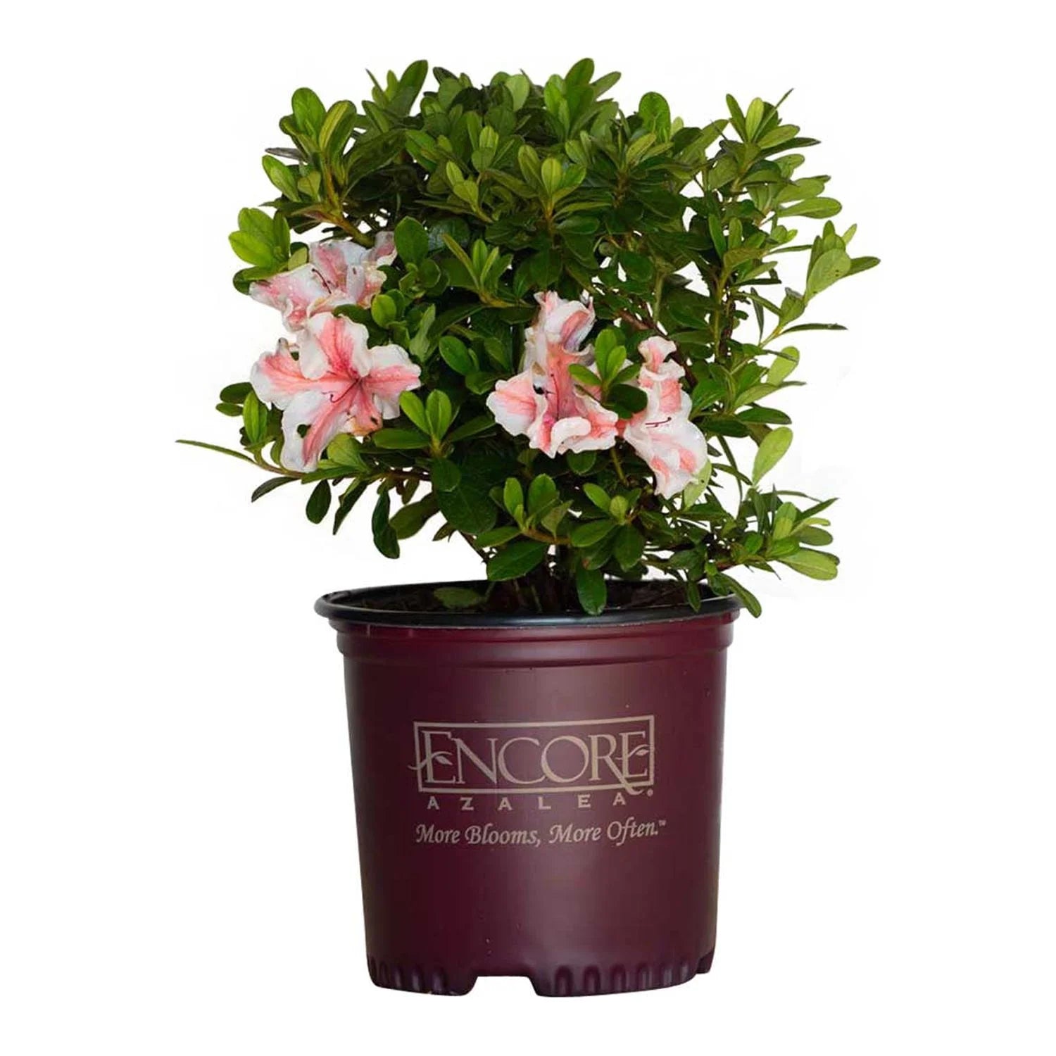 1 Gallon White and Pink Azalea Shrub N93318