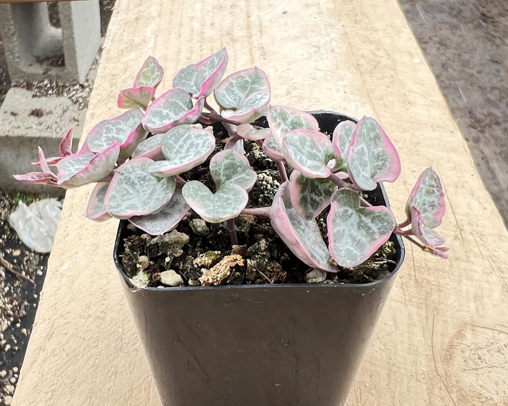 String of Heart Variegata Live Plant in 2in Nursery Pot E45390