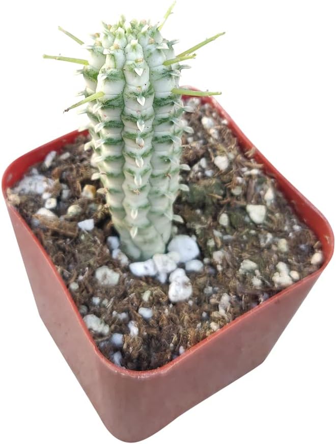 Variegated Corn Cob Cactus in Clay Pot Q330