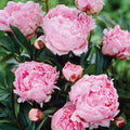 Set of 5 Pink Peonies Plant Roots O757861