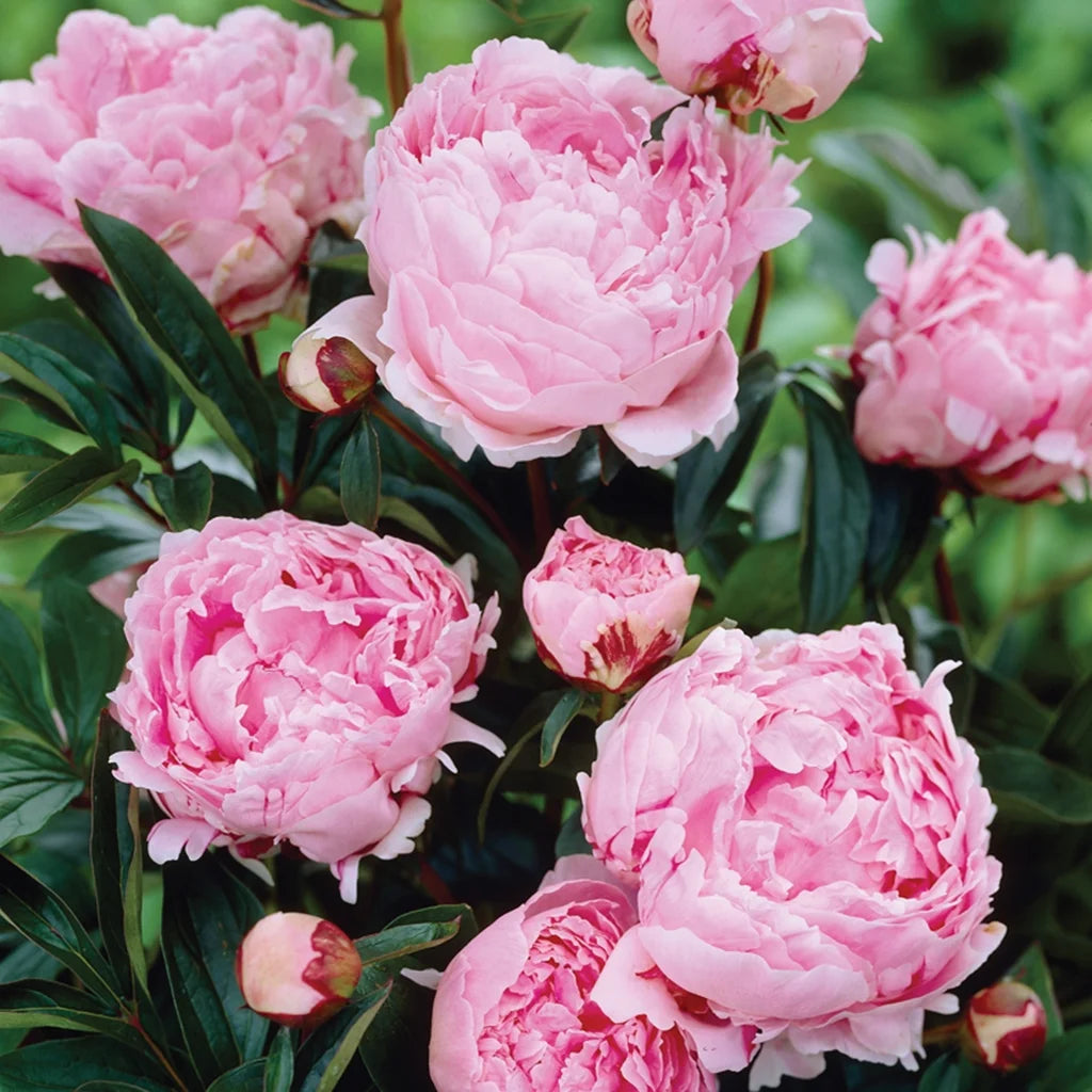 Set of 5 Pink Peonies Plant Roots O757861