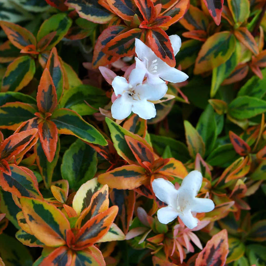 2 Gallon Abelia Shrub Z363071