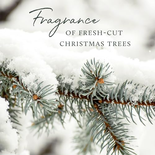 Frasier Fir Scented Candles (3-Wick, 17 oz) Z586