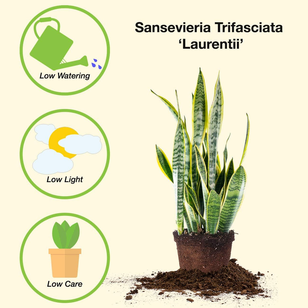 Snake Plant Sansevieria Trifasciata Laurentii 16in Tall, 6 in Grower's Pot P89598