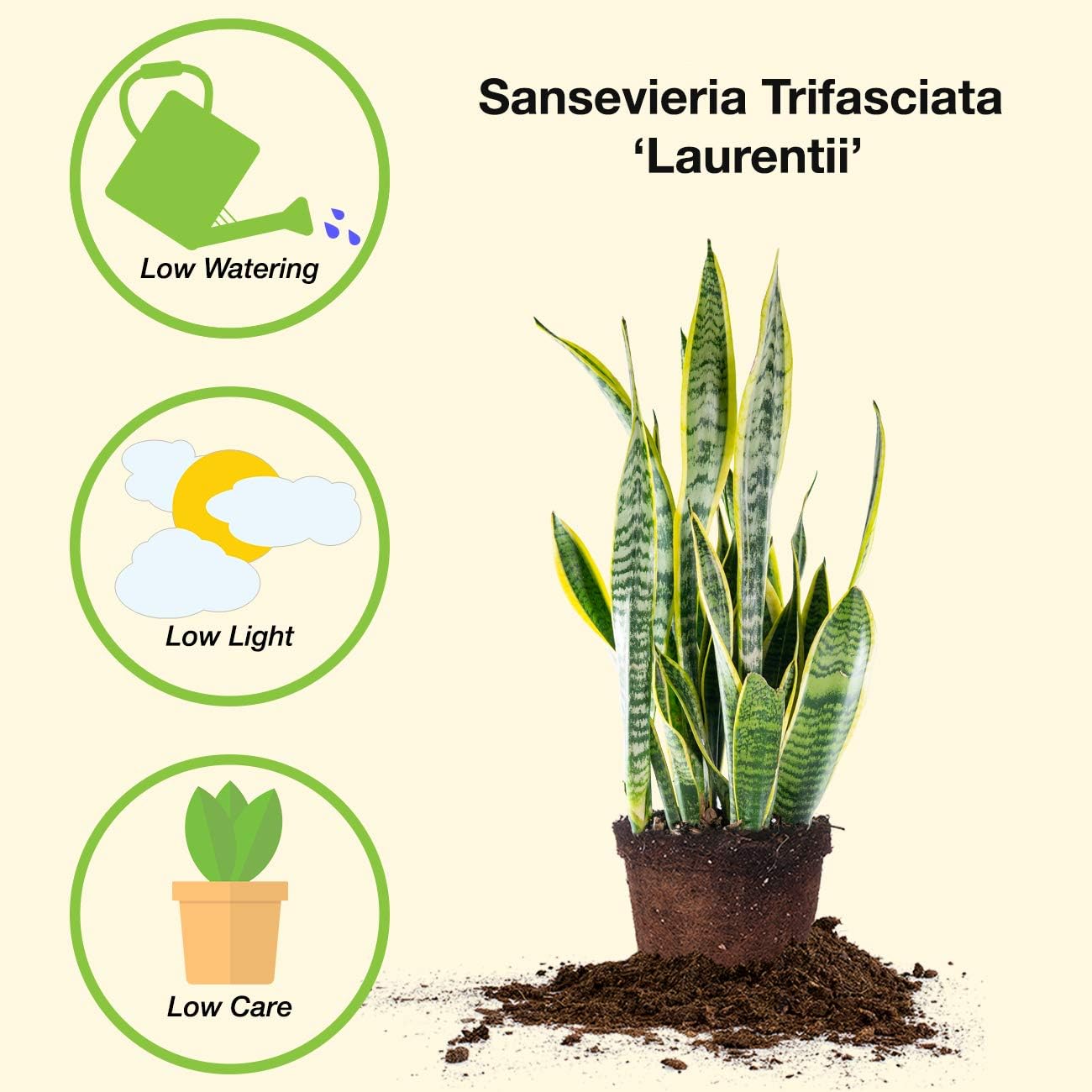 Snake Plant Sansevieria Trifasciata Laurentii 16in Tall, 6 in Grower's Pot P89598